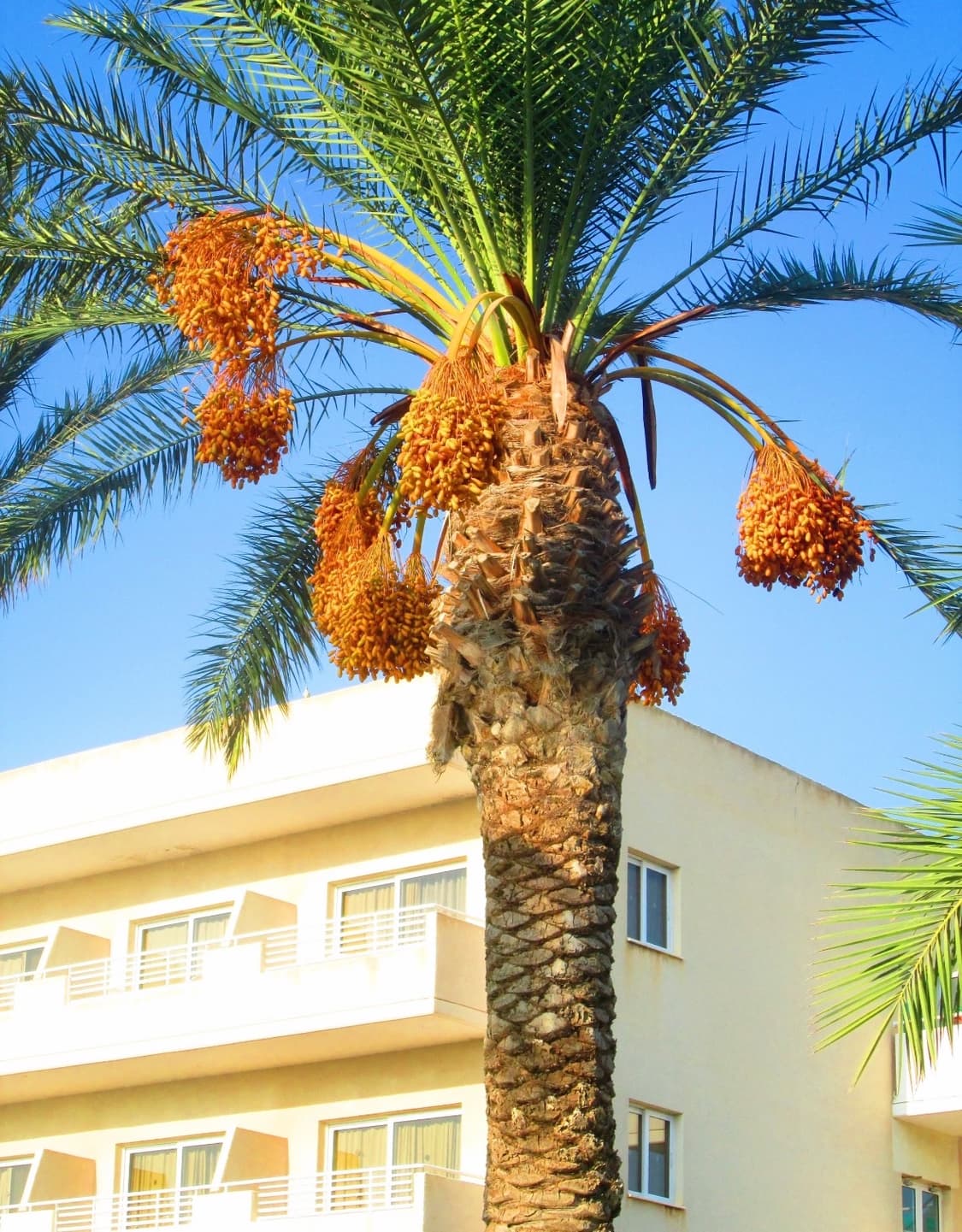 최신형!인기) canon powershot a3500 빈티지디카 상품이미지7