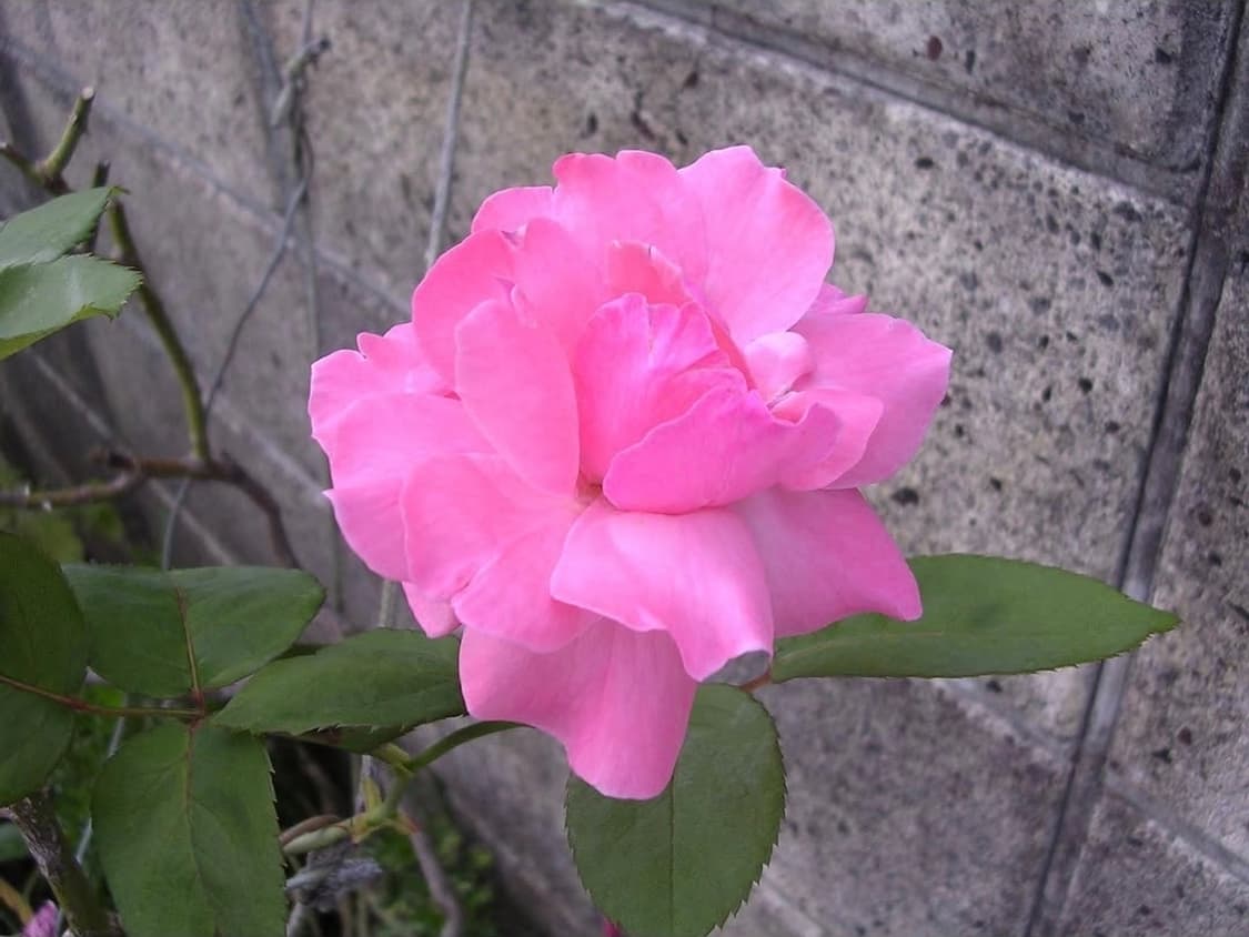 미품급💿니콘 쿨픽스 3100 ✨ 작고 가벼운 감성 똑딱이 상품이미지9