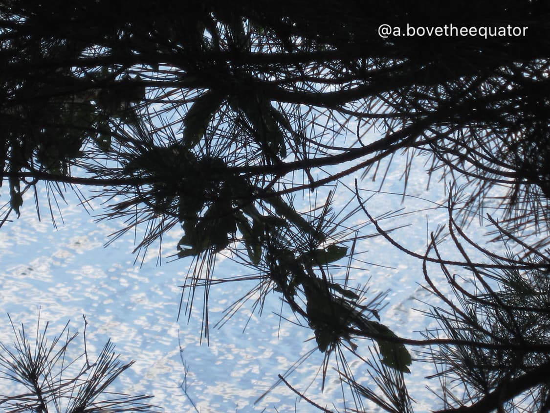 조이 디카! 캐논 익서스200is 익시930is 빈티지 디지털 카메라 상품이미지10