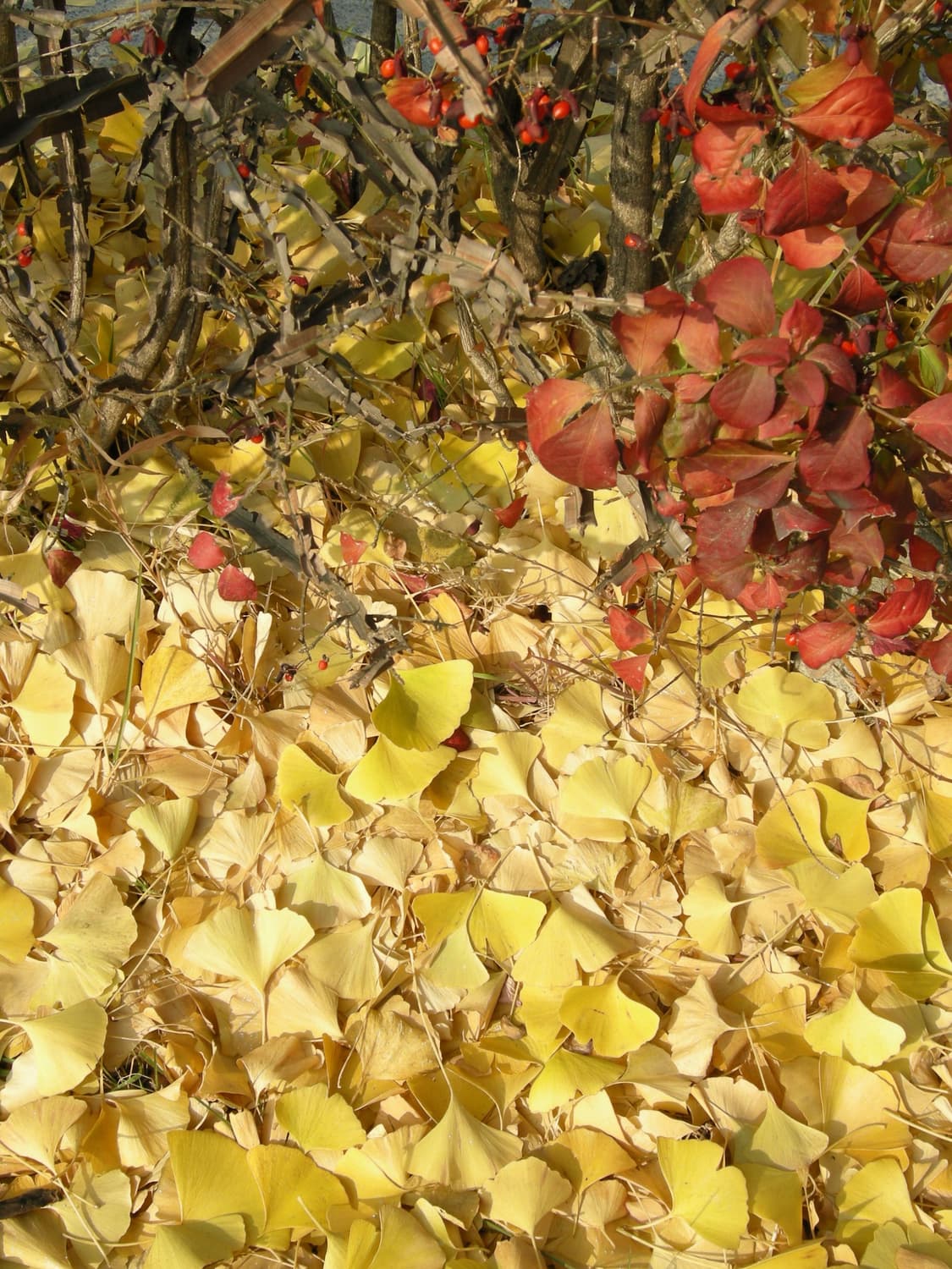 니콘 쿨픽스 coopix p5000 상품이미지6