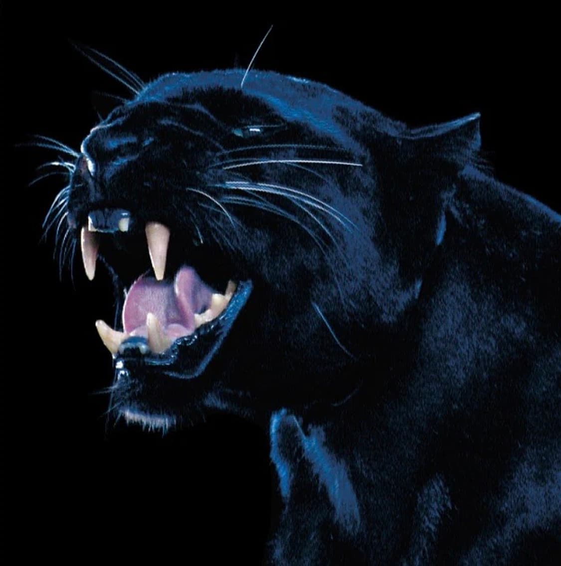 Visionaire 51: Harmony (Toyota Lexus 협업) 상품이미지8