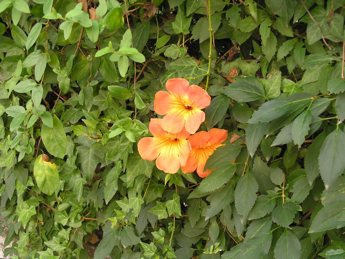 산요 작티 ca65 캠코더 상품이미지5