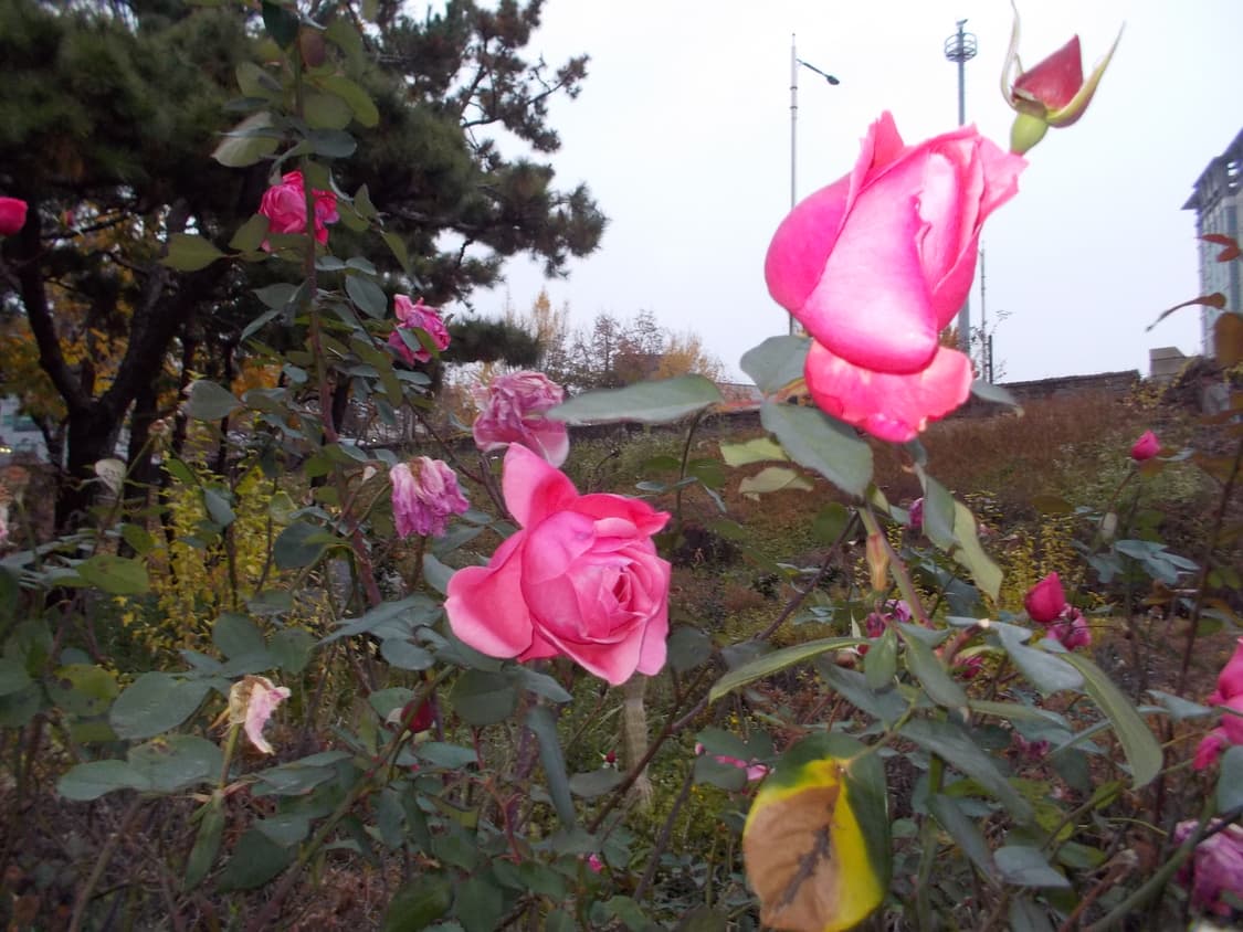 뽀용 인물 디카 🫧 쿨픽스 s01 핑크(coolpix s01) 상품이미지3