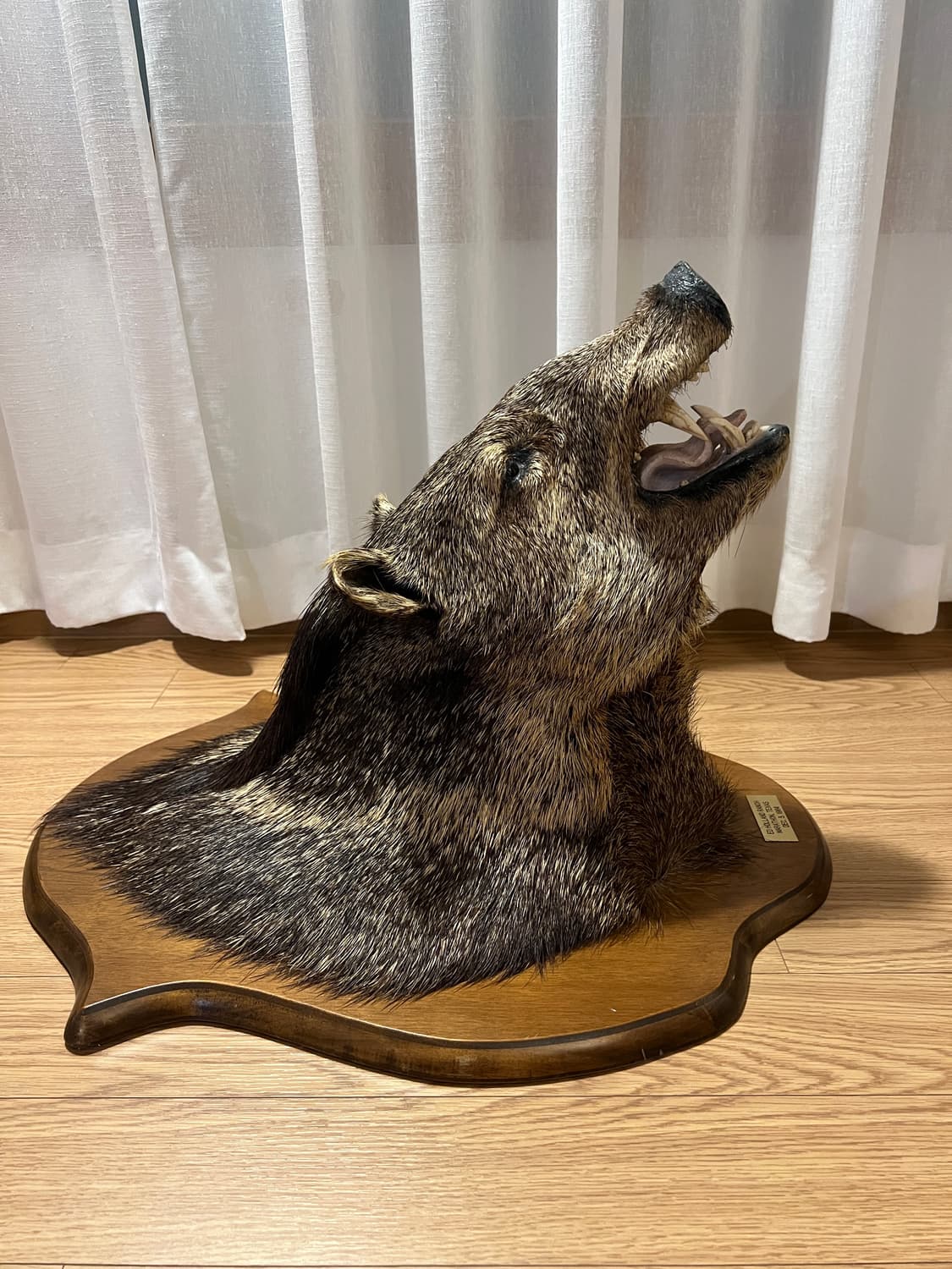 1964년 제작 Javelina 빈티지 헌팅트로피 상품이미지2