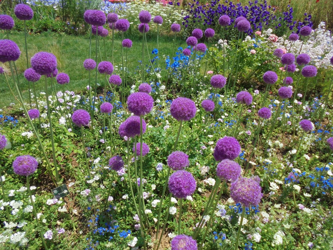 (아이브 레이 디카) 소니 사이버샷 DSC-W810 상품이미지8