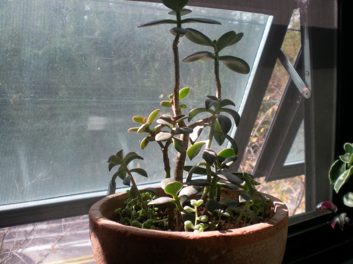 Sanyo Xacti DSC-S7 디카 상품이미지2