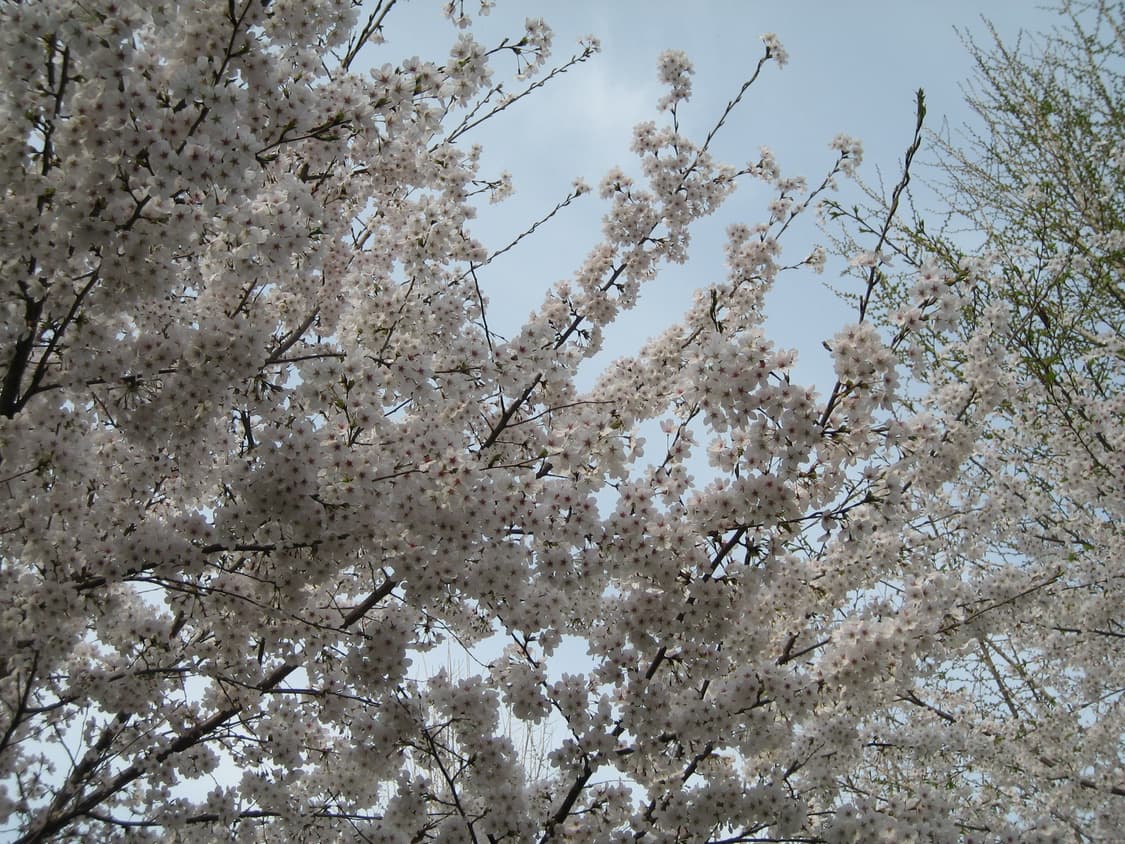 캐논 익서스 60 (익시 70) 박스 포함 풀세트 상품이미지6