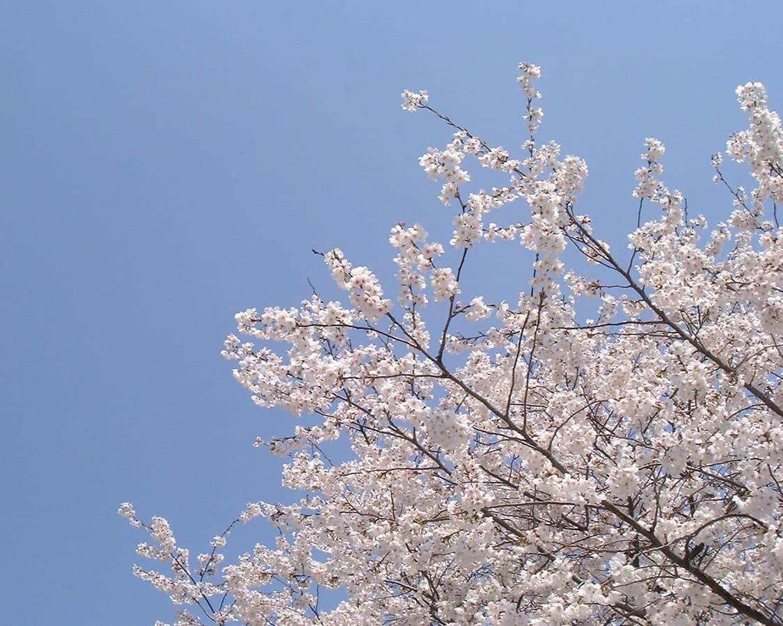 Fujifilm finepiz 1700z 바로 사용킷 (작례 포함) 상품이미지7