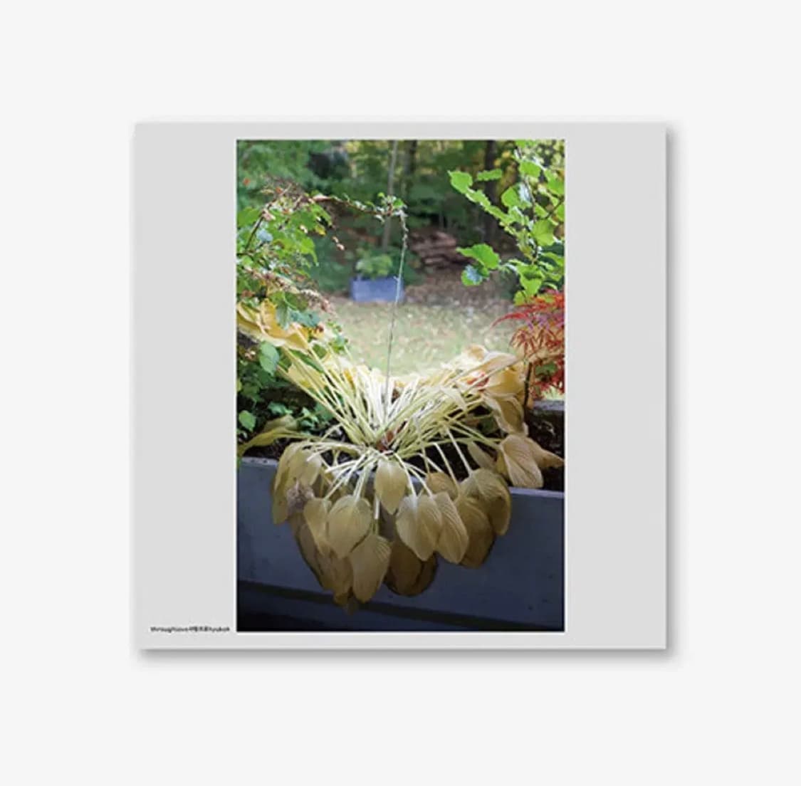 혁오 사랑으로 lp 미개봉 정가 양도 해드립니다 상품이미지1