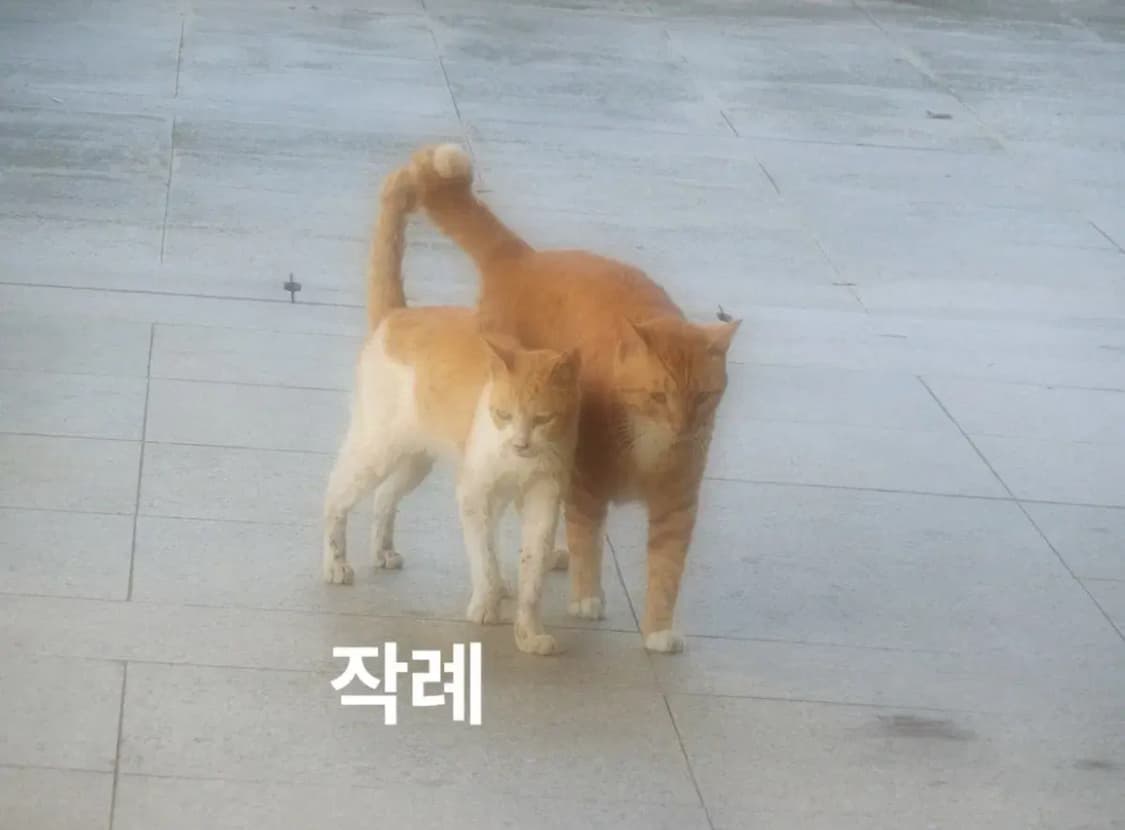 카시오 엑슬림 ex-zr70 디카 디지털카메라 2r50 exilim 상품이미지6
