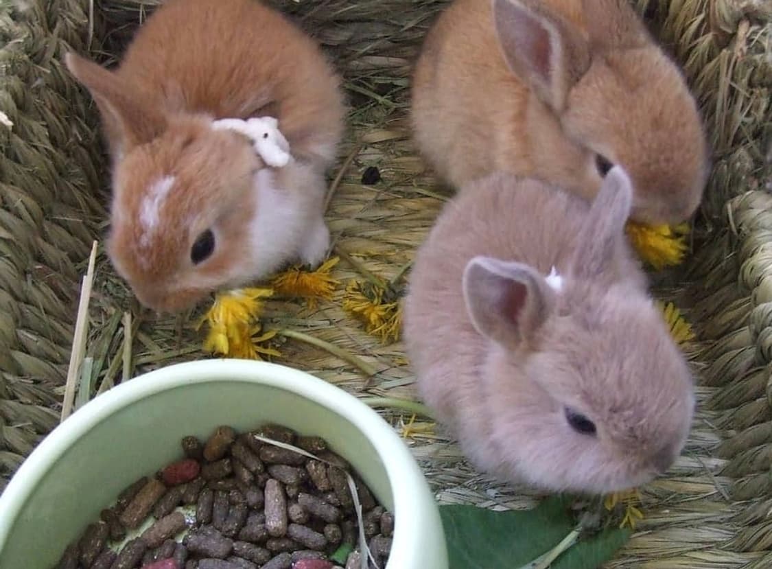 초미품💫풀박❣️ 후지필름 파인픽스 Z2 ✨ 샴페인골드 상품이미지9