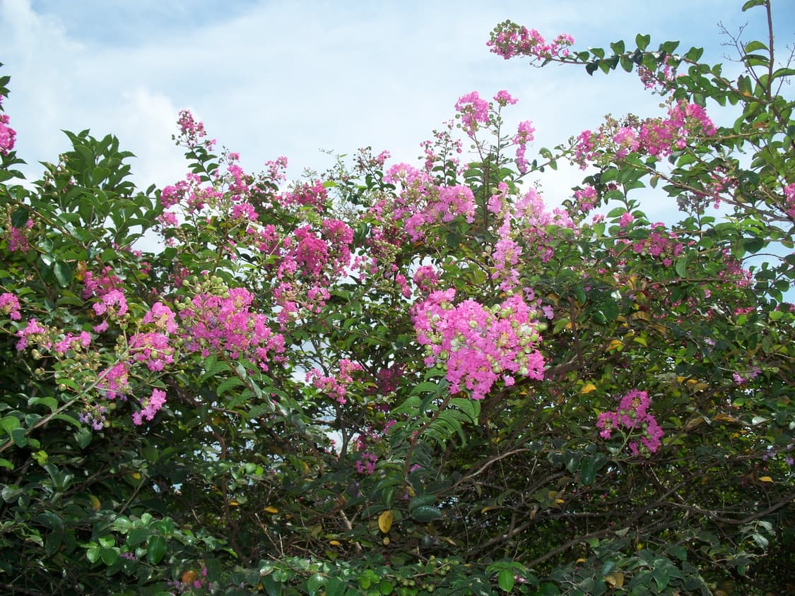 (작례o, 충전지포함)코닥 이지쉐어 c875 디카 빈티지 카메라 상품이미지10