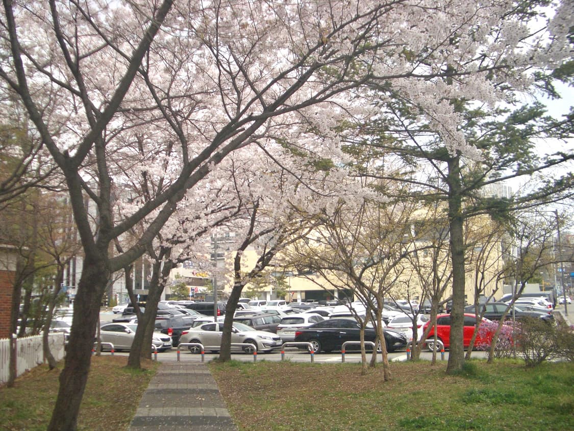 (작례!🌸)Pentax Optio S4i 상품이미지2