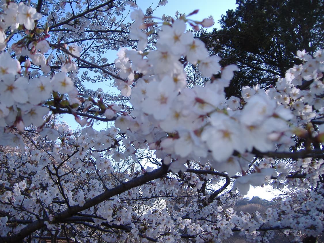 후지필름 FinePix A345 디지털 카메라 디카 상품이미지3