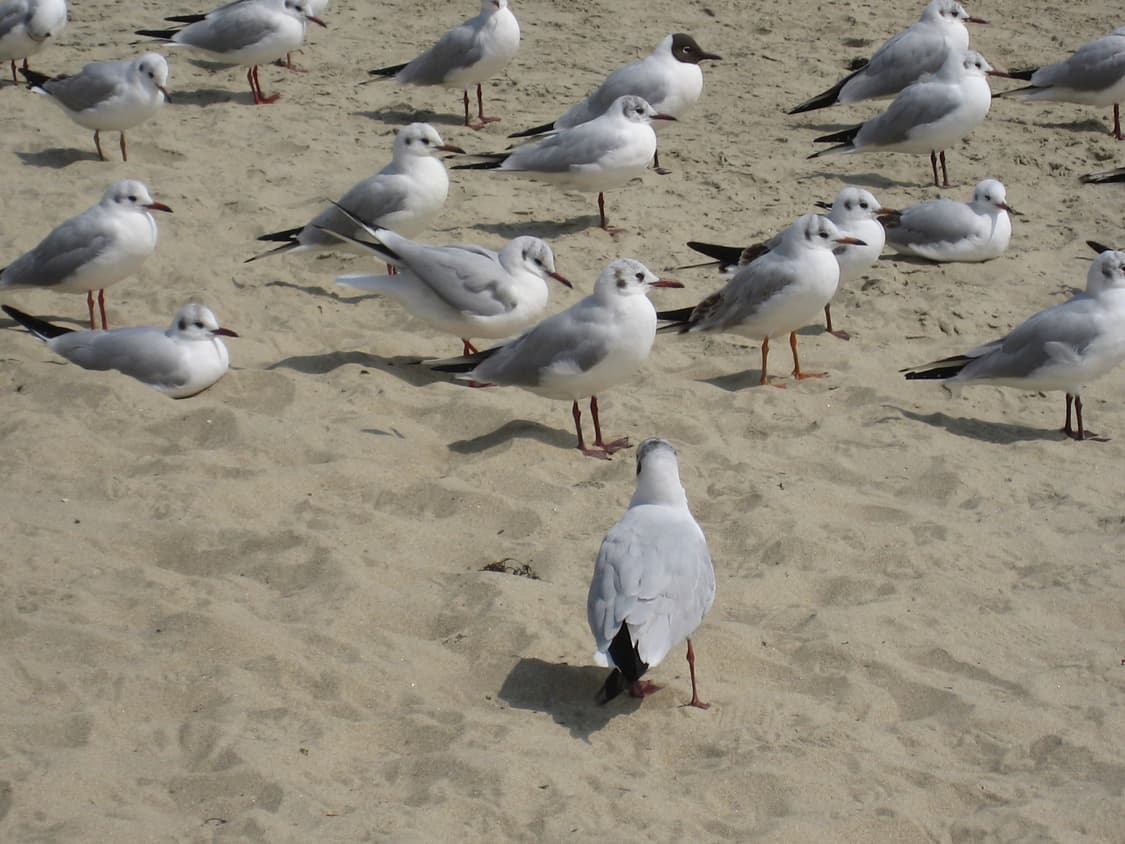 (인물/뽀용)Canon IXY 800 IS 캐논 익서스 IXUS 800 상품이미지7