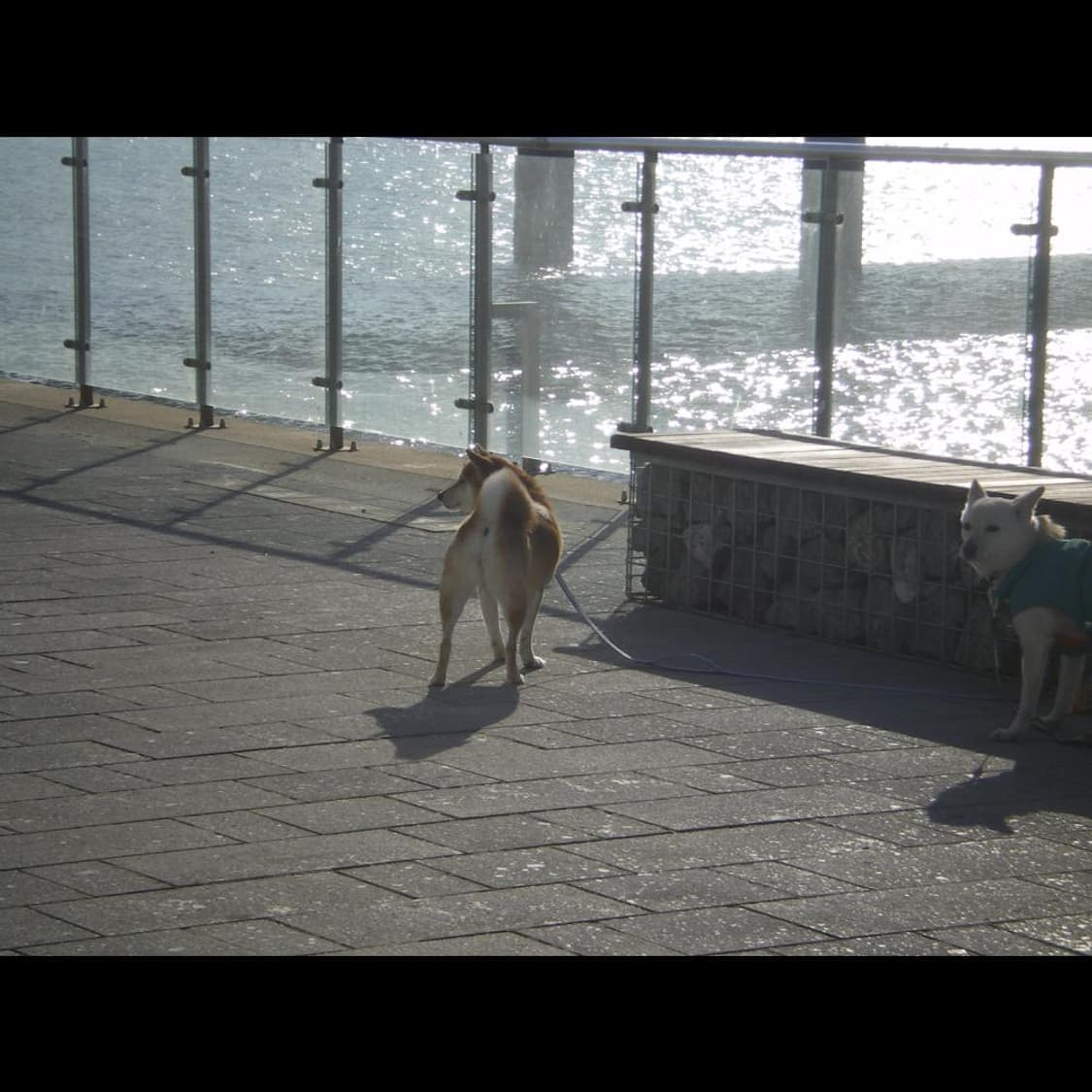 작례⭕️ 펜탁스 옵티오 M30 + 박스 레드버건디🍷 상품이미지8