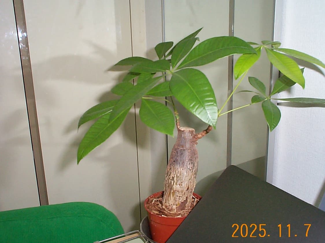 코닥 DC215 ZOOM 빈티지 디지털카메라 상품이미지10