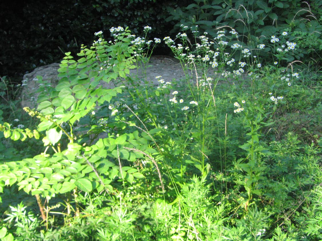 캐논 tx1 (작례o) 상품이미지6