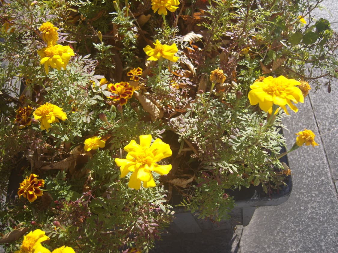 삼성 케녹스s1030디카 상품이미지8