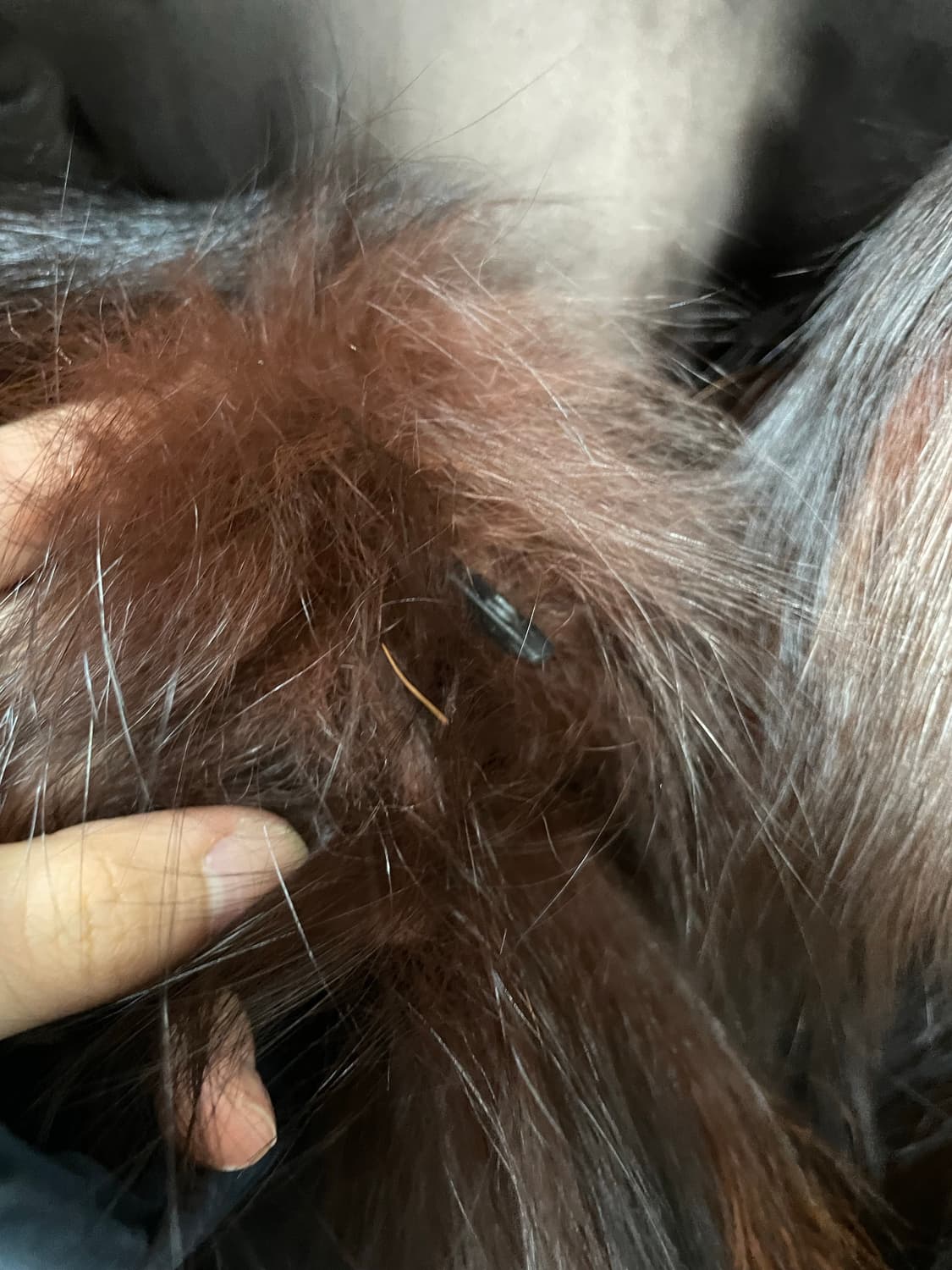 사가폭스 혼합 브라운 퍼 자켓 H1890 상품이미지5