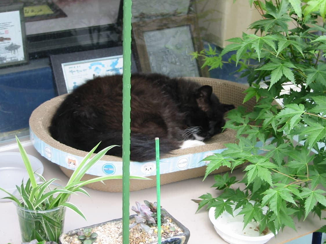 캐논 Canon IXY Digital 300 빈티지 디지털 카메라 상품이미지8