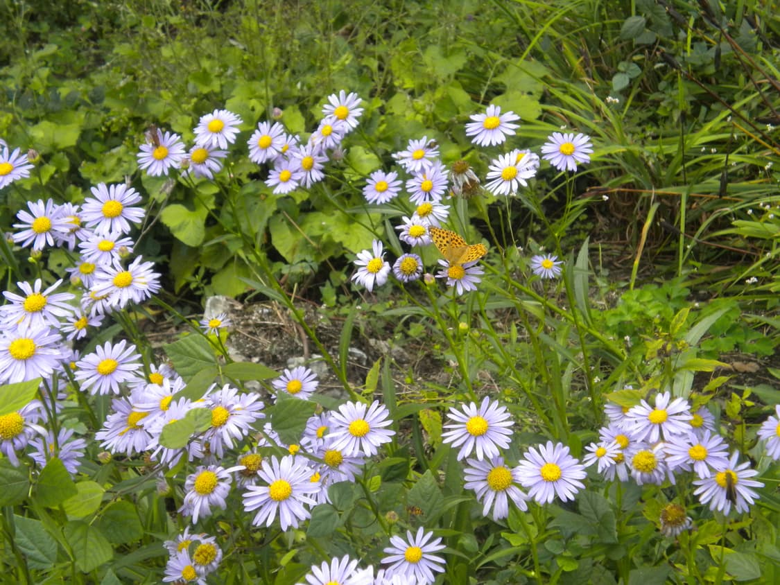 (작례O) 니콘 쿨픽스 S220 디지털카메라 빈티지디카 상품이미지8