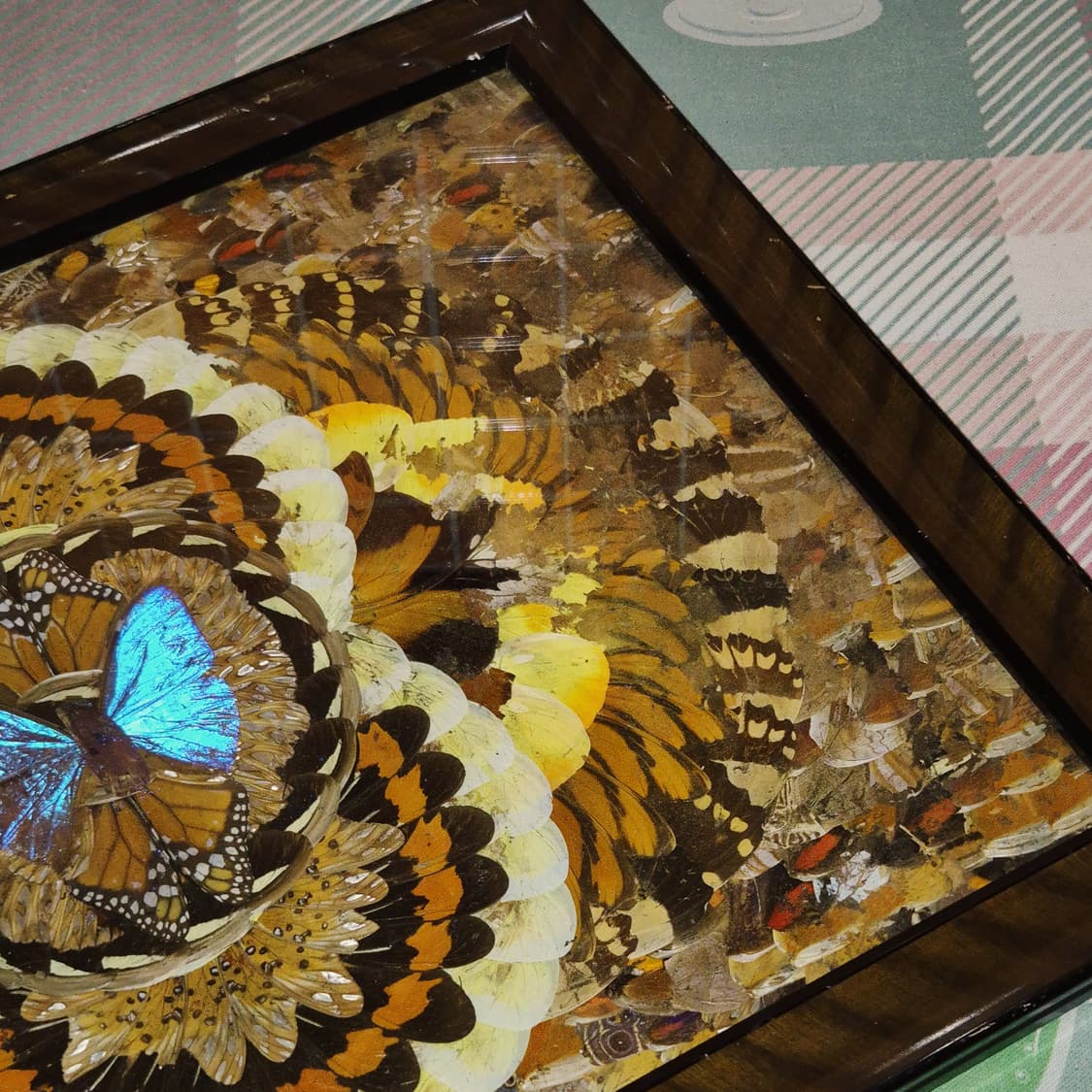 60s 모르포 나비 표본&날개 엔틱 대형 액자 상품이미지9