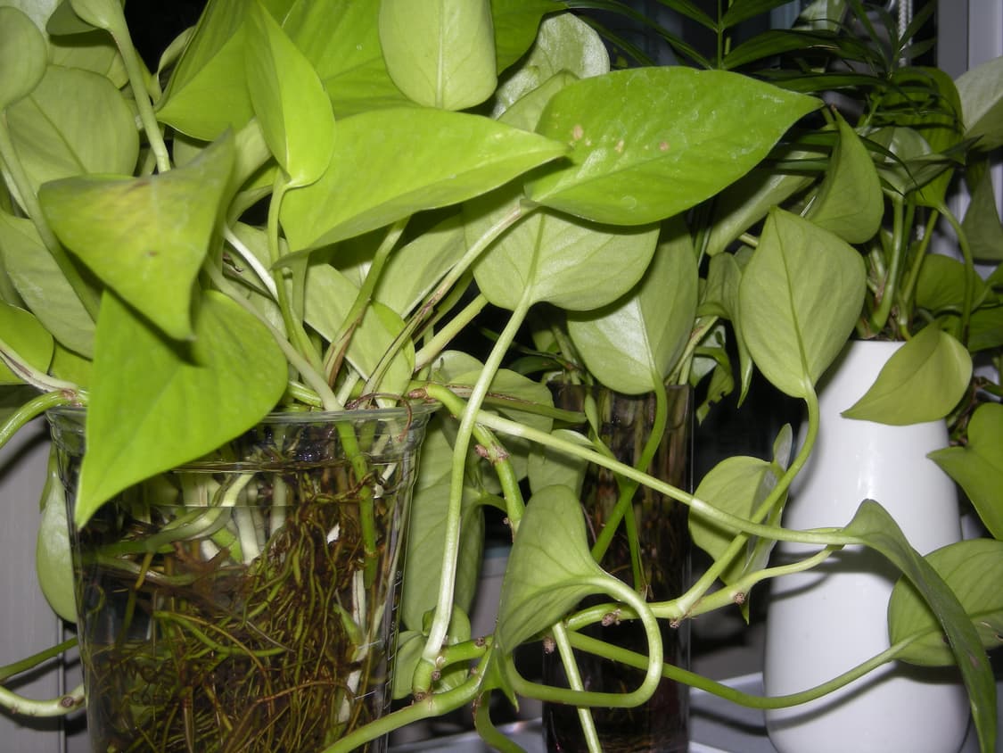 작례O) 니콘 쿨픽스 s510 nikon coolpix 빈티지 디카 상품이미지7