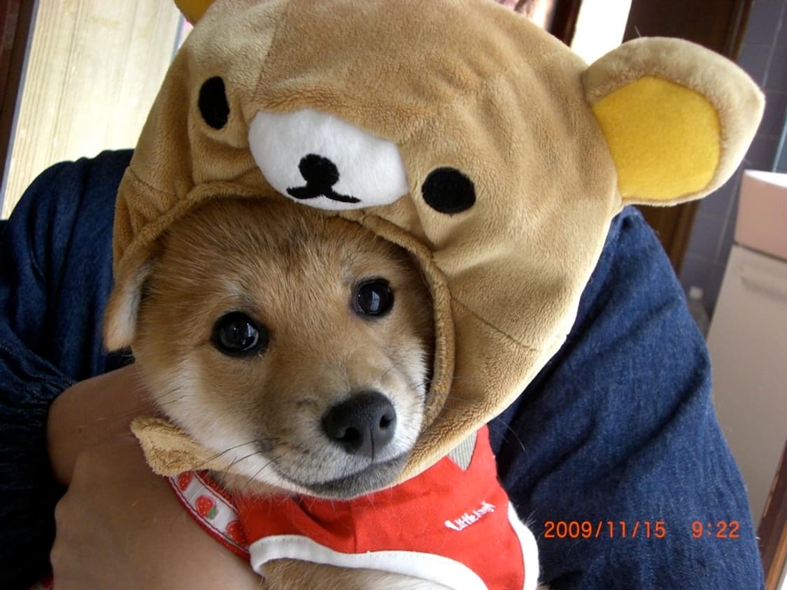 📸 Casio Exilim EX-Z700 상품이미지9