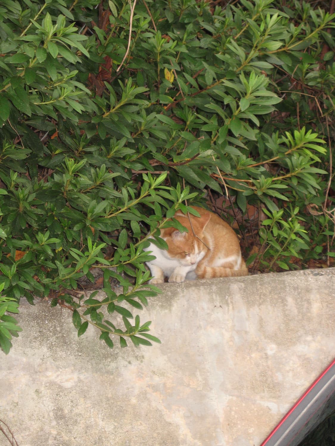 캐논 익서스 750(익시700) 빈티지 디카판매합니다~! 상품이미지10