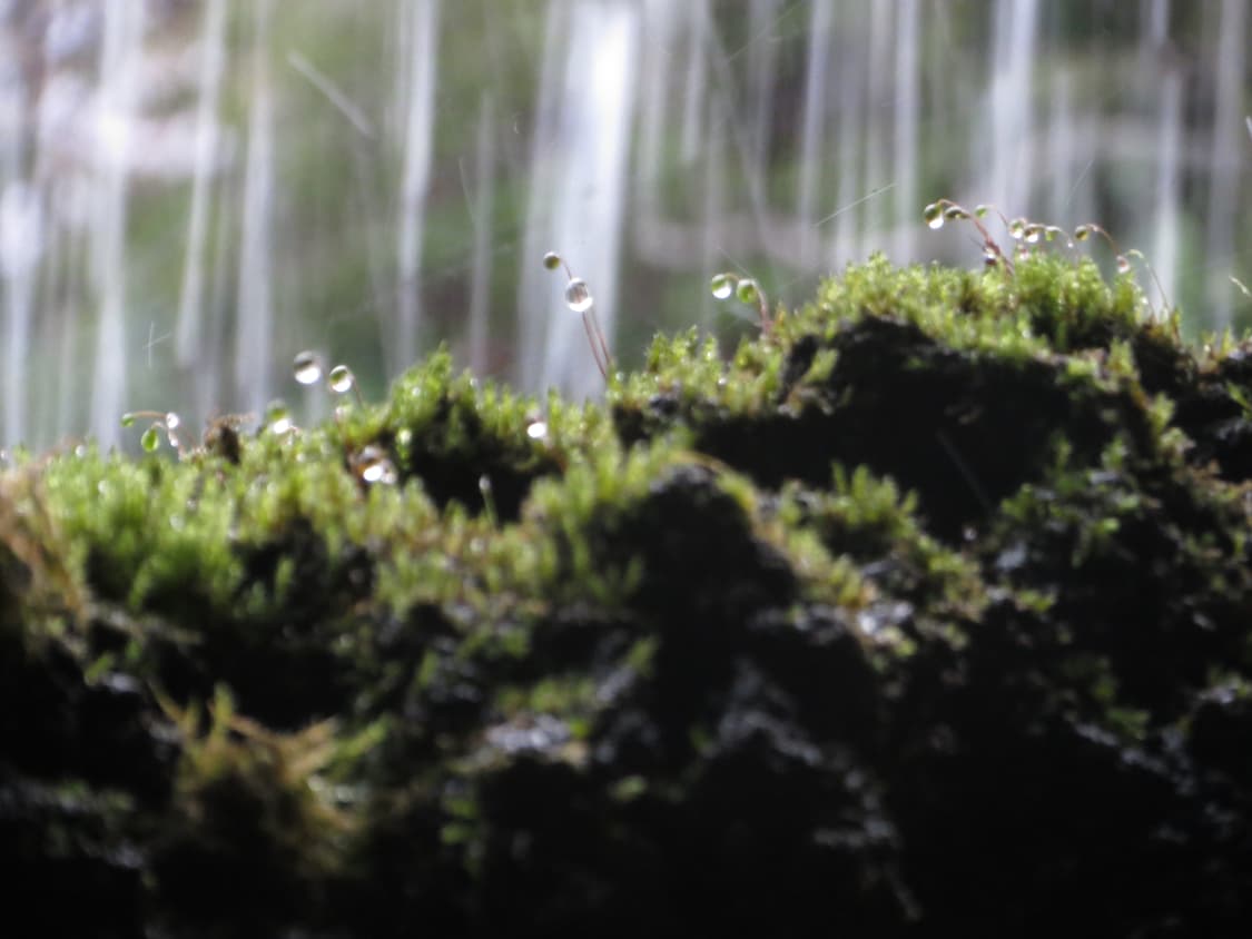 캐논 IXY3 (희귀) 상품이미지8