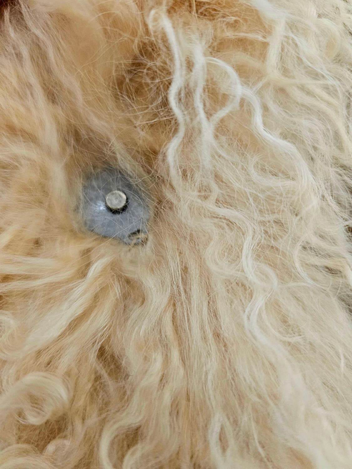 Japan 아이보리 양털 머플러 상품이미지6