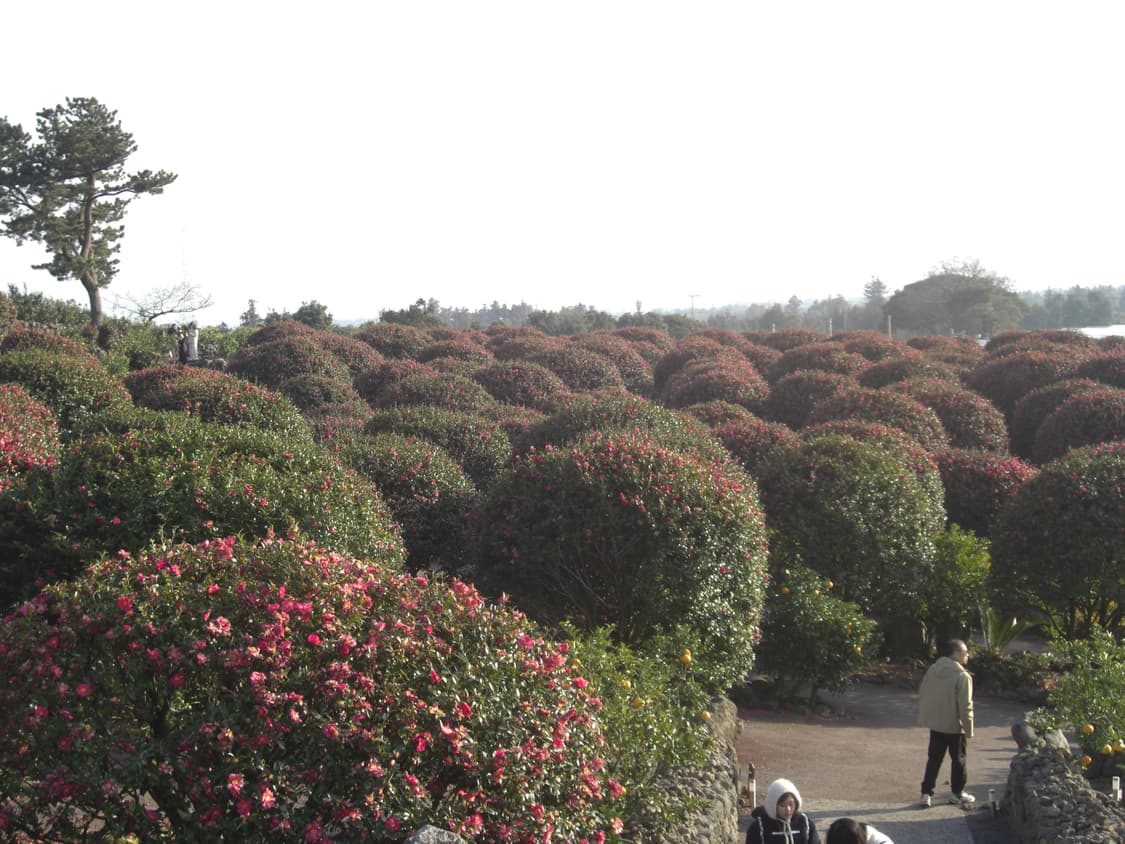 카시오 엑슬림 ex-z1050 디카 디지털카메라 exilim (작례o) 상품이미지5