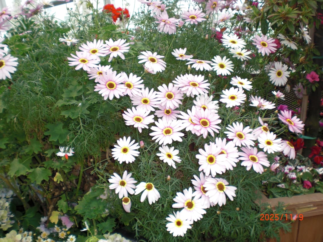 카시오 엑슬림 EX-85 딸기우유색(상태좋음,작례O) 상품이미지6