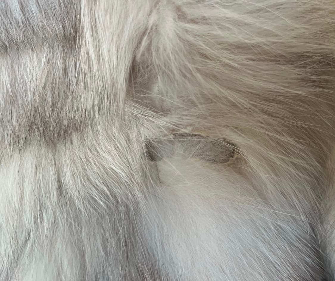 Saga fox fur jacket 사가폭스 상품이미지4