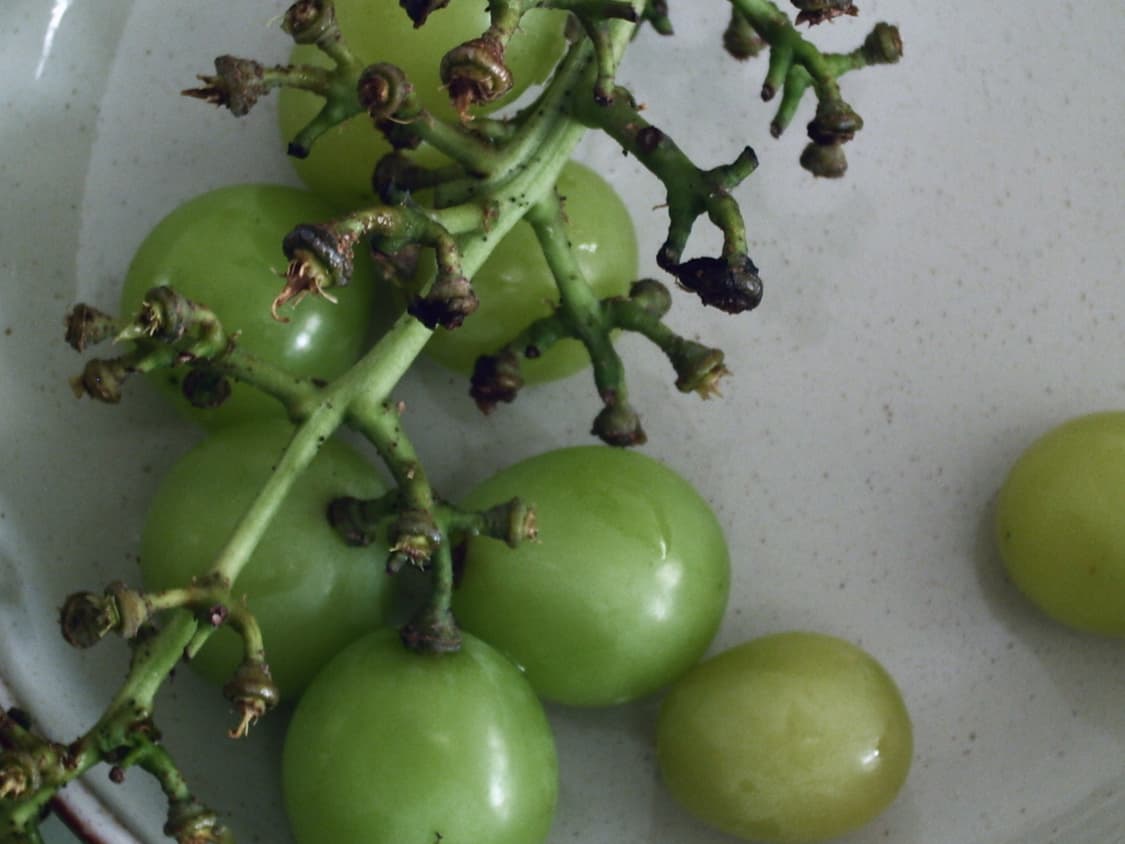 DXG 568 빈티지 디지털카메라 상품이미지10