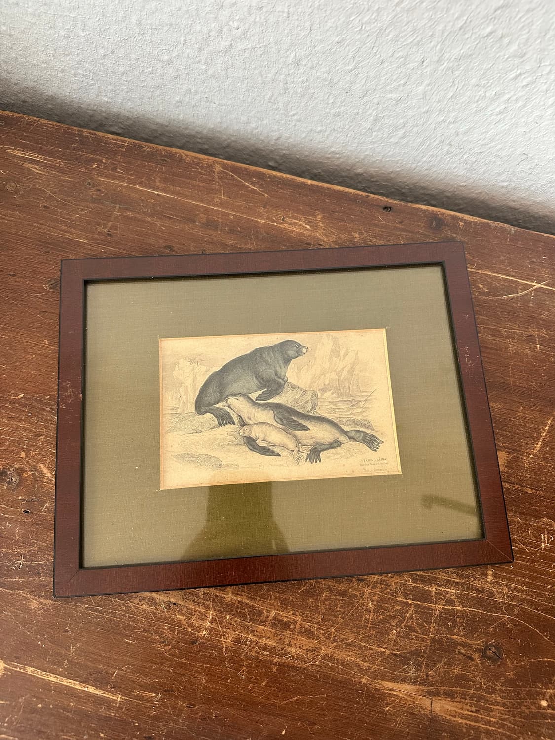 독일)빈티지 물개가족 액자 상품이미지1