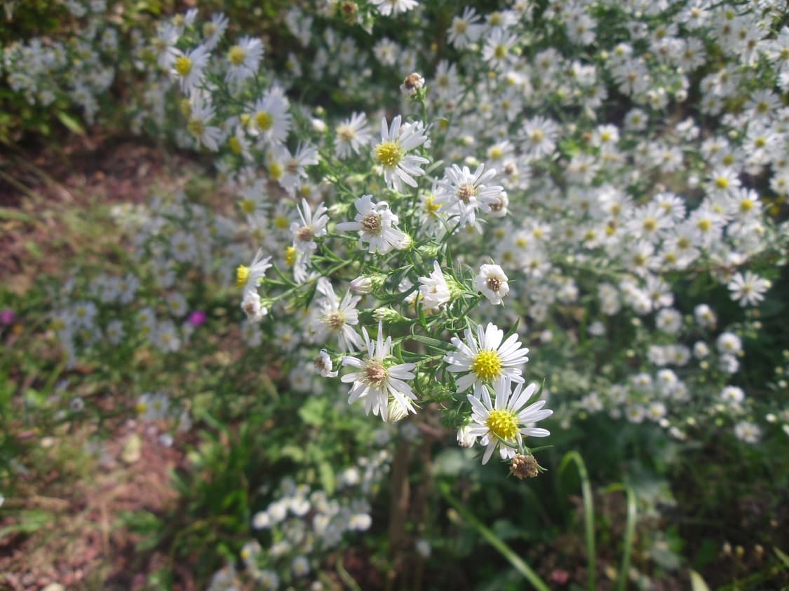 삼성 vluu pl200 디카 (빈티지 카메라) 상품이미지6