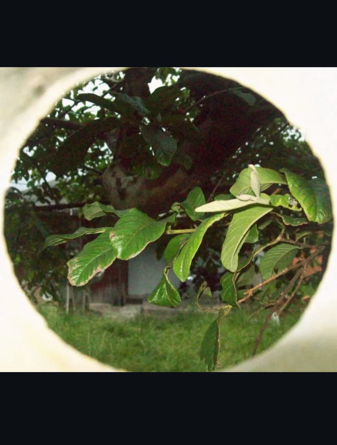 코닥 이지쉐어 c813 디지털카메라 상품이미지9