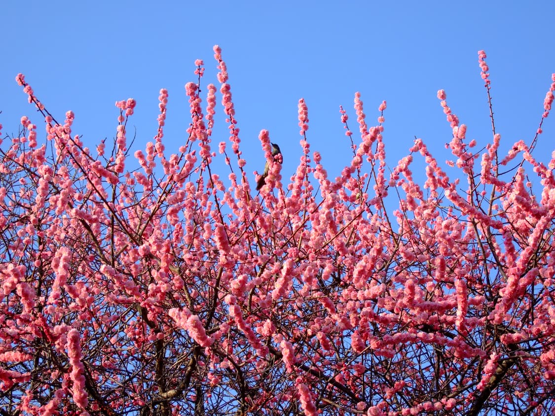 후지필름 파인픽스 F31fd 실버 ✨ 감성 끝판왕 CCD 디카 📷 상품이미지9