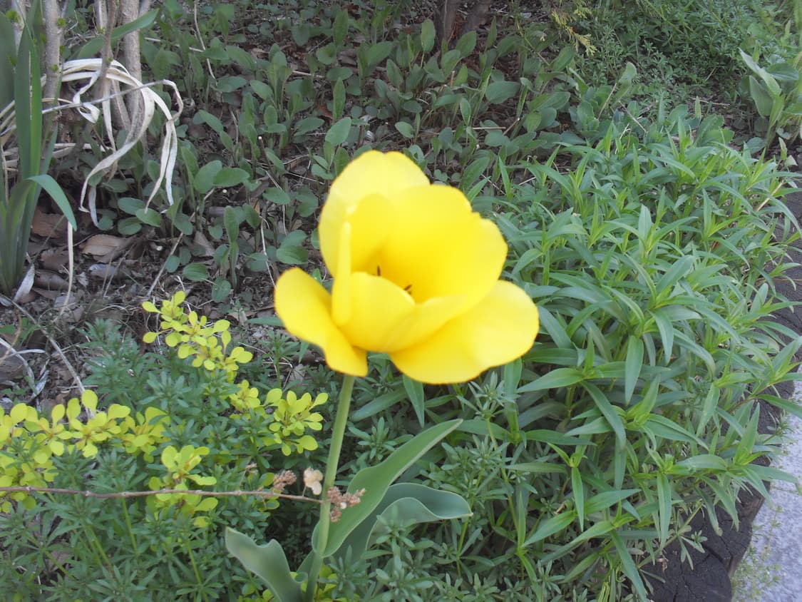 삼성 VLUU i100디카 상품이미지9