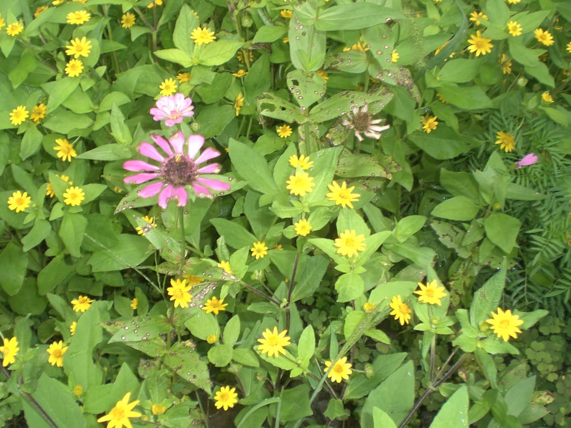 작례ㅇ) 카시오 엑슬림 ex z60 디지털 카메라 디카 판매 상품이미지6