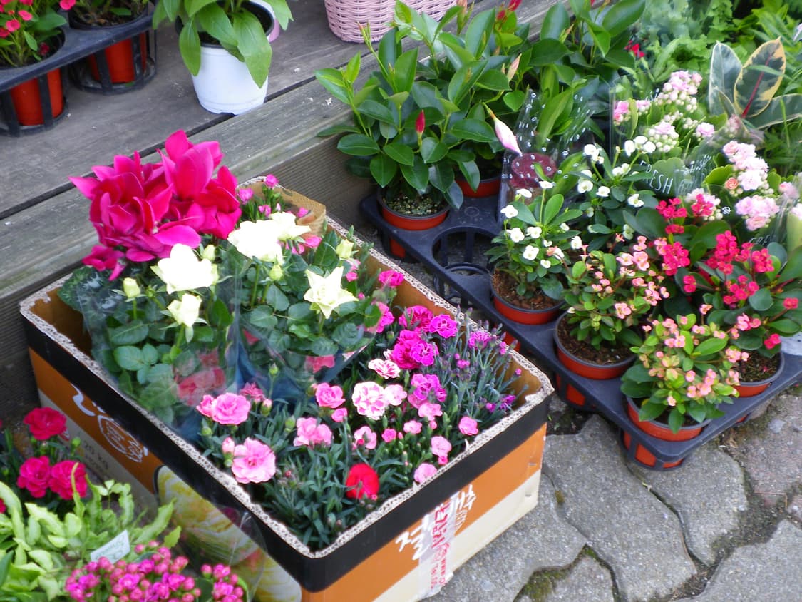 작례 있음💗 희귀!!) Pentax Optio E70 ⭐️ 상품이미지7