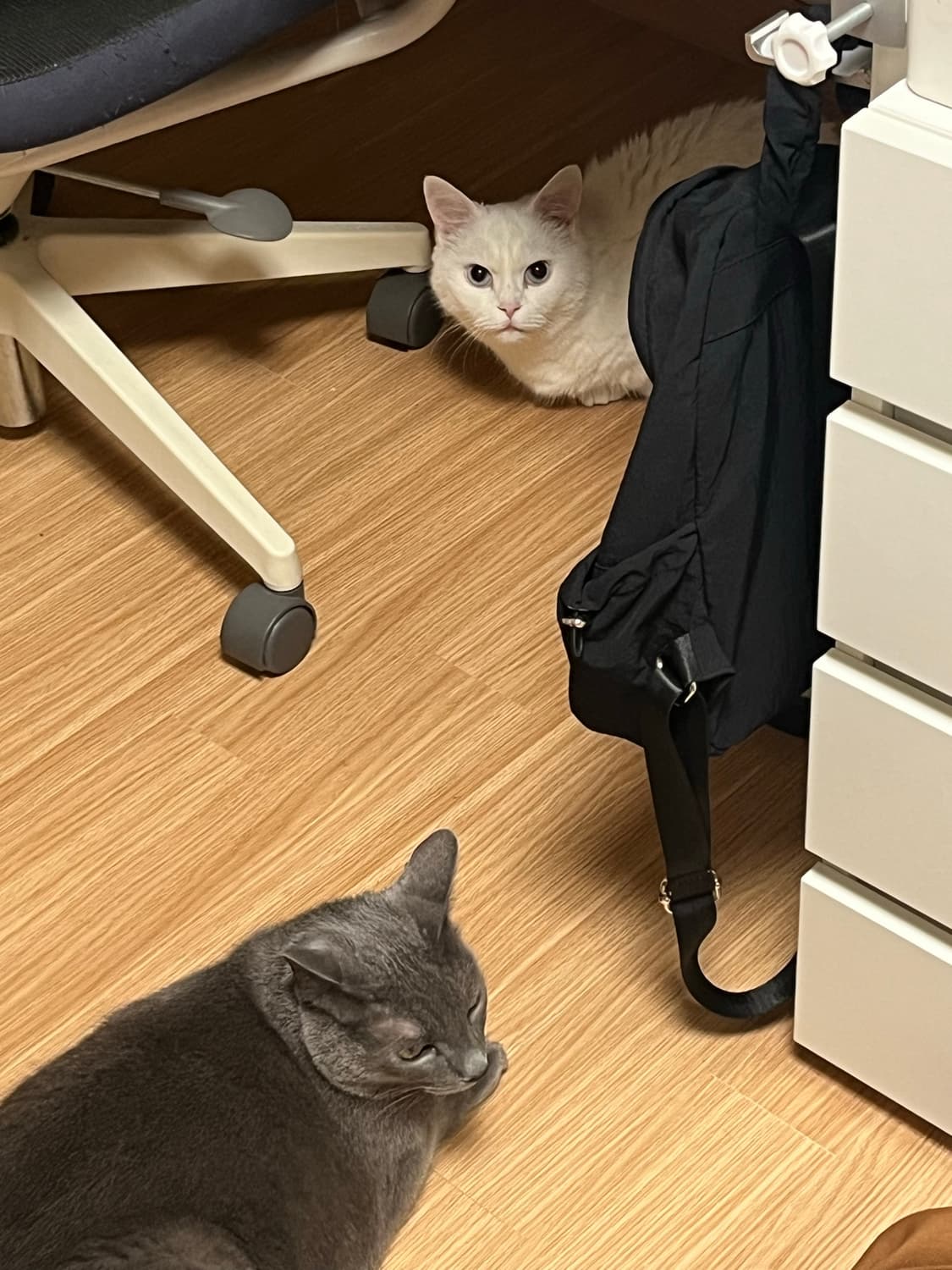 고양이 팝니다 상품이미지5