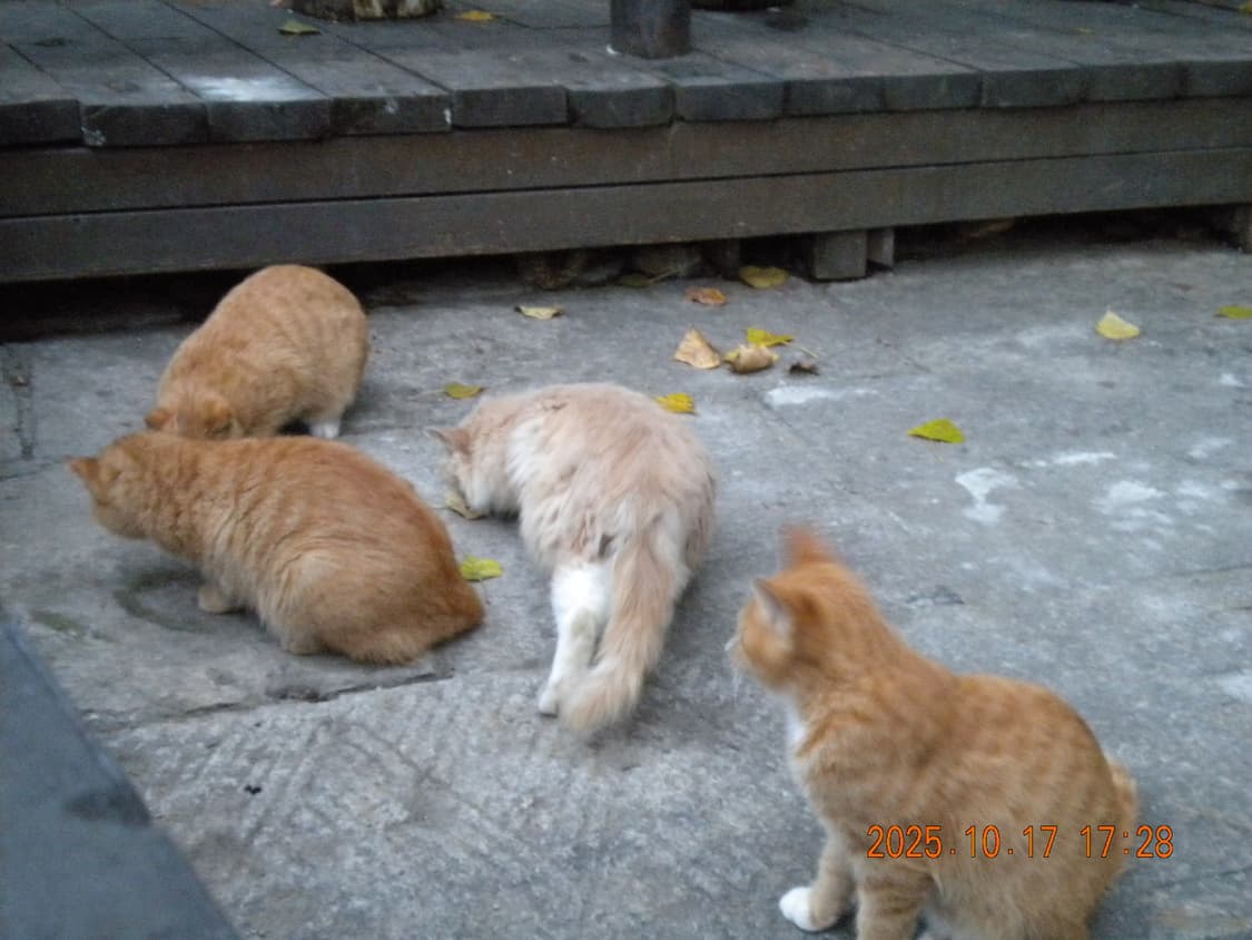 니콘 쿨픽스 Coolpix s220 디카 디지털카메라 상품이미지8