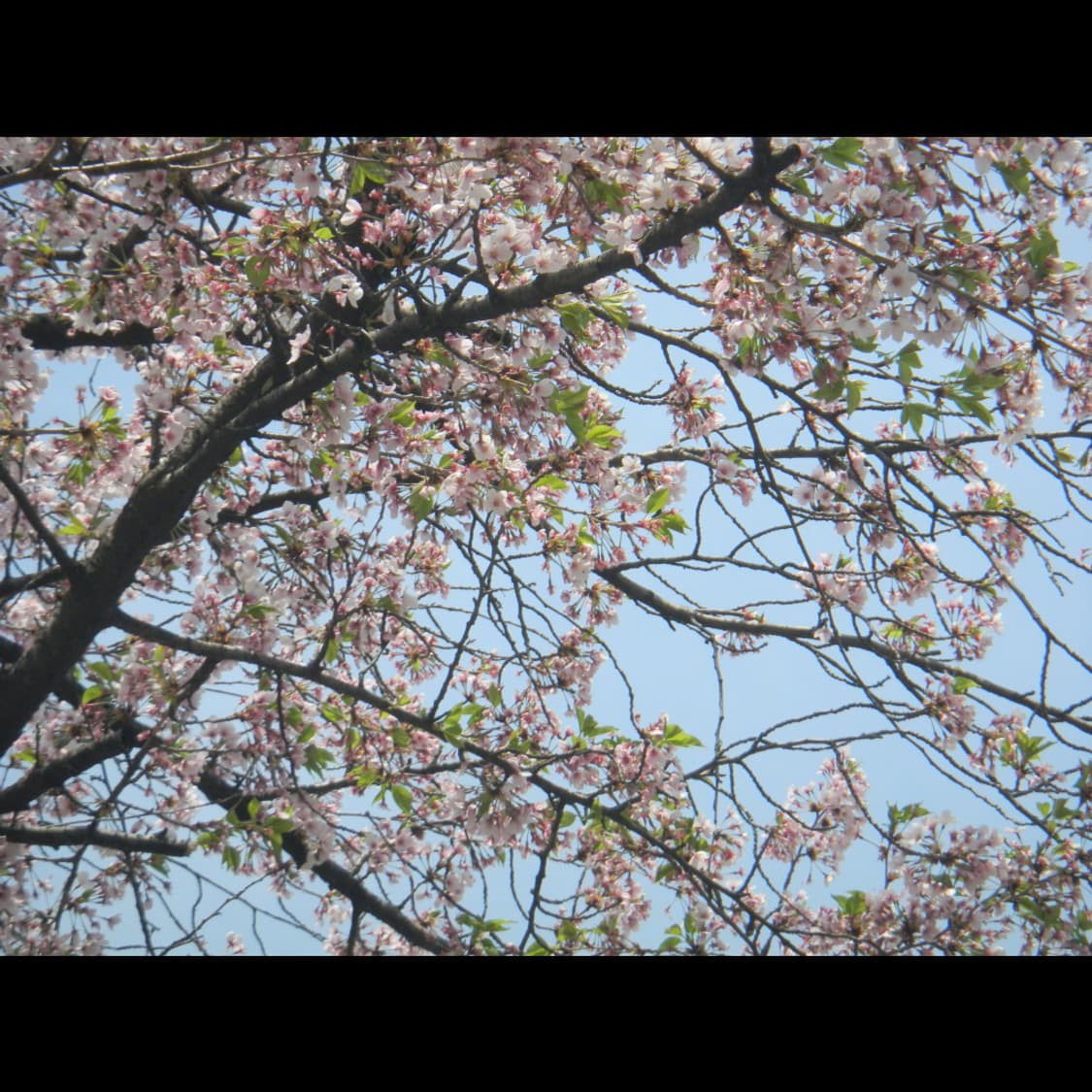 작례⭕️ 니콘 쿨픽스 S1000 PJ 빔프로젝트 상품이미지7