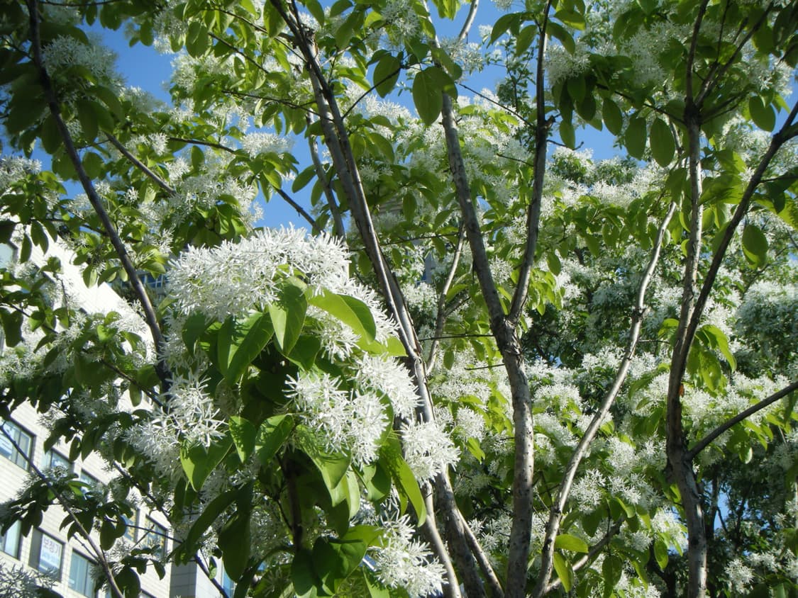 필름색감&초희귀!) FujiFilm Finepix Z100fd 디카 상품이미지4