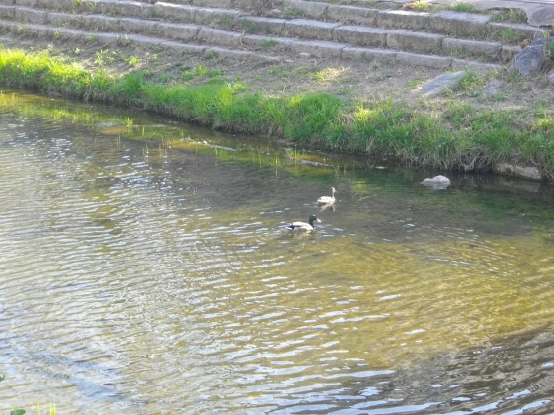 펜탁스 Optio E 60 상품이미지7