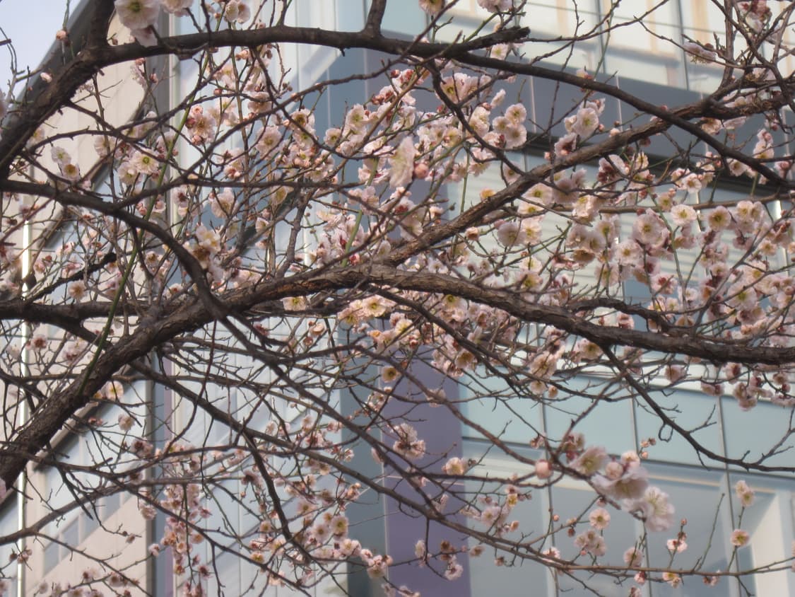 익서스95 작례 상품이미지5