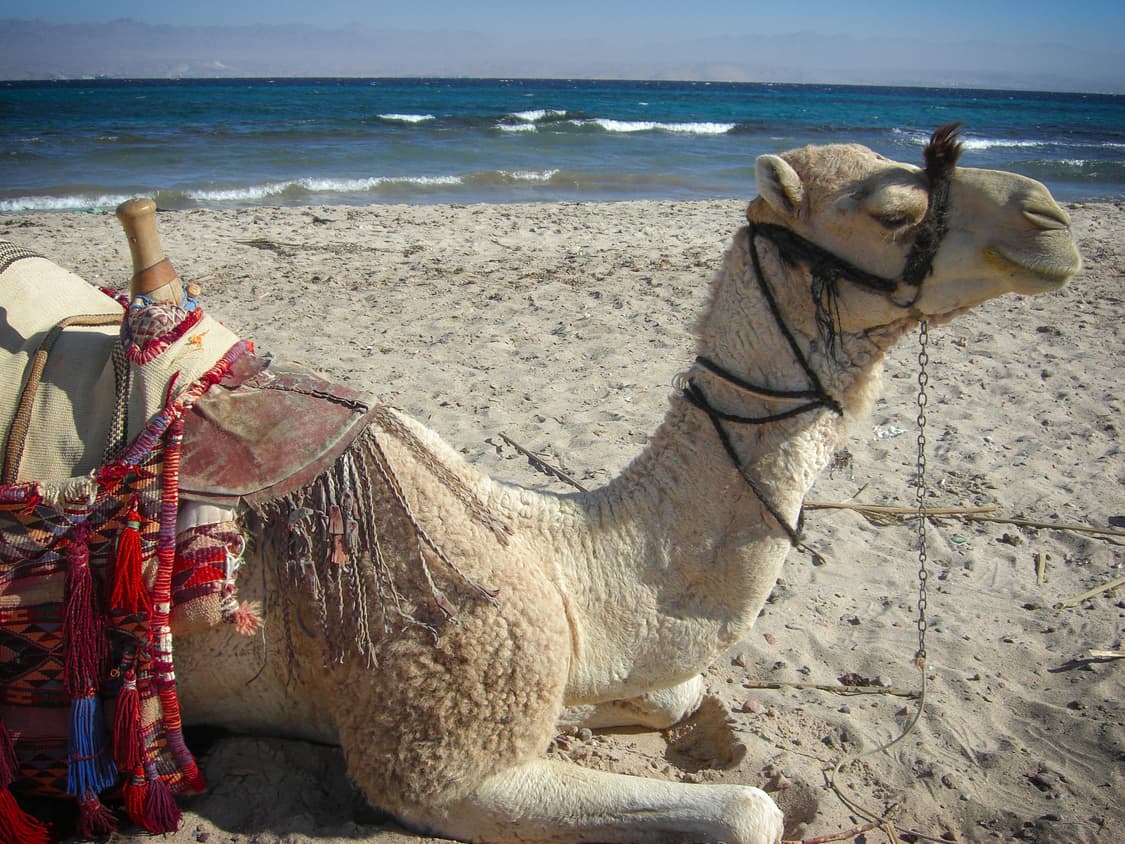 Casio Exilim EX-Z1080 Pink 카시오 엑슬림 은채 디카 상품이미지10